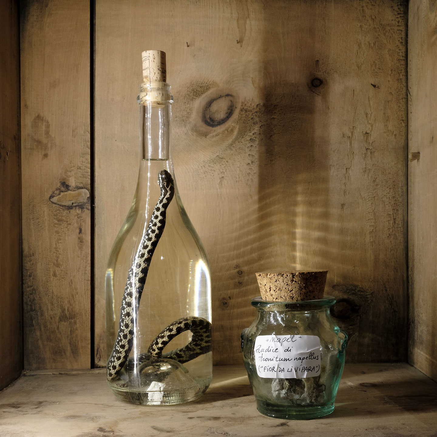 Un esemplare di vipera berus immersa in alcool etilico. Spesso erbe e bacche velenose riportano i nomi dialettali che richiamano la vipera e il suo veleno.