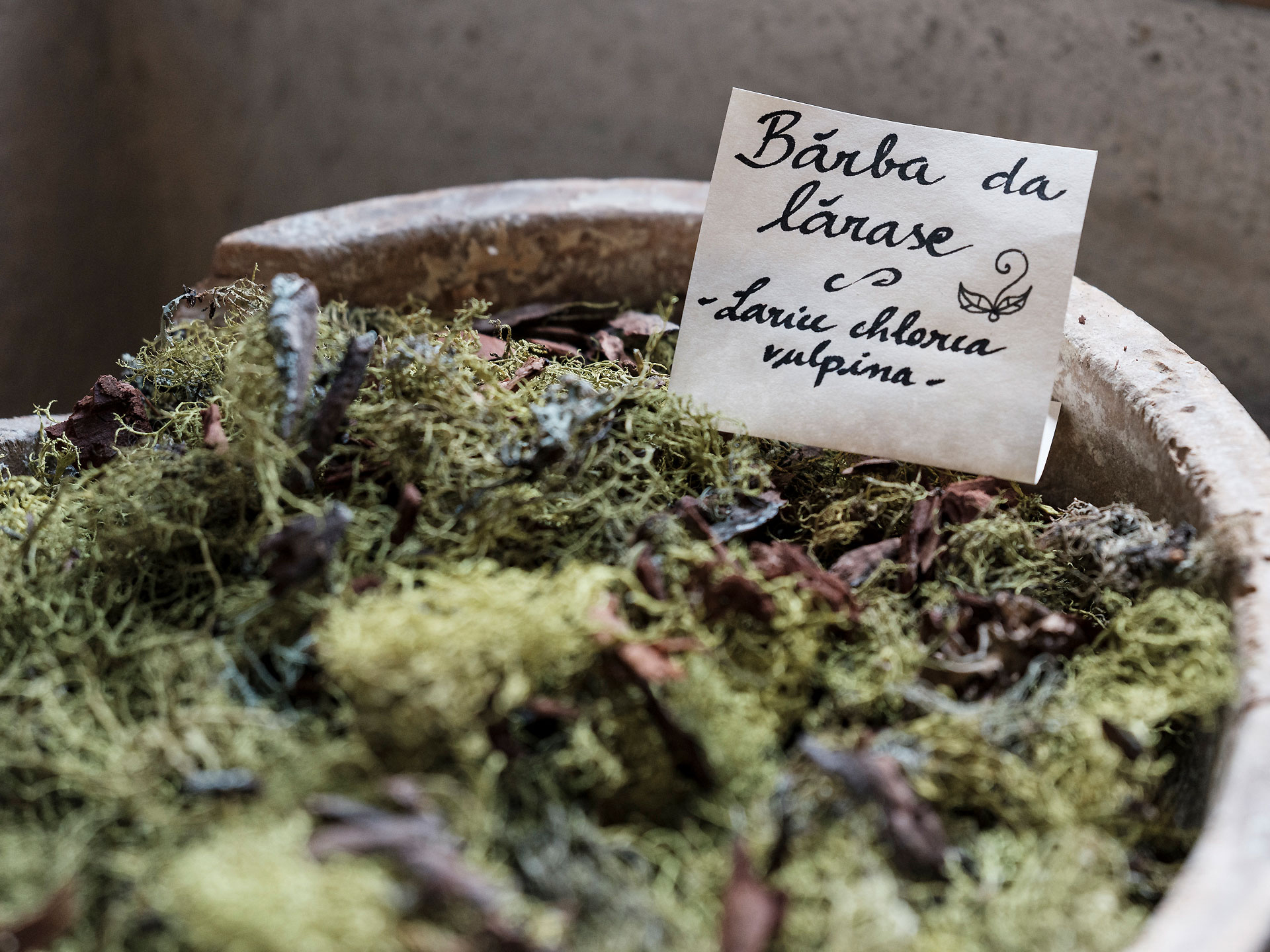 Dettaglio della ciotola contenente la "barba da larasch", il lichene che cresce sui rami dei larici, un tempo usato per tingere la lana.