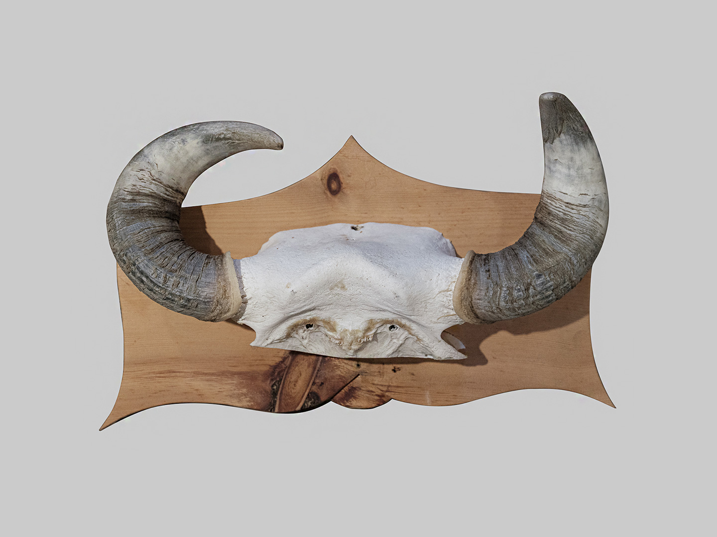 Le corna delle vacche più pregiate veniva conservate e appese sulle porte delle stalle come simbolo di protezione.
